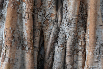 Beautiful texture and color of the bark on the trunk of an old ficus religiosa aka bodhi tree or sacred fig