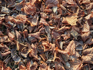 Background and texture of yellow old autumn leaves