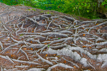 Plitvice lakes national park HD wallpaper - free download