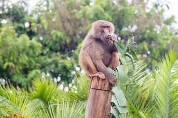 Sacred baboon or hamadryas baboon (papio hamadryas) feeding on banana leaves sitting on the tree stump. Portrait