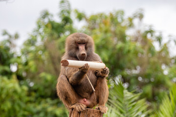Sacred baboon or hamadryas baboon (papio hamadryas) feeding on banana leaves sitting on the tree stump. close up.