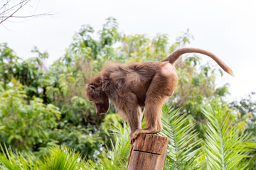 Obraz premium Sacred baboon or hamadryas baboon (papio hamadryas) feeding on banana leaves sitting on the tree stump. close up sideway