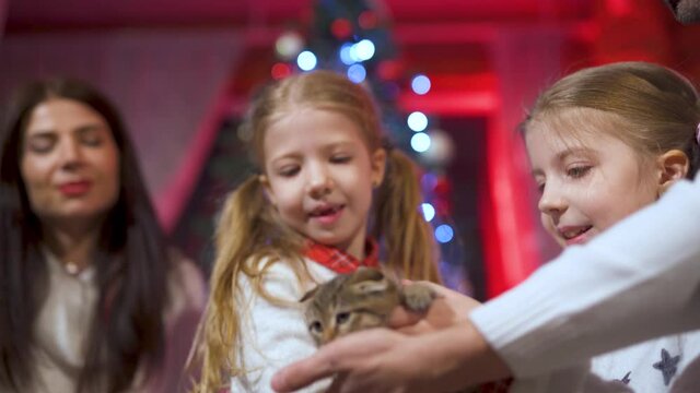 Kids playing with an adorable cat at Christmas. Happy family members enjoy with a little kitten in New Year while spending time together