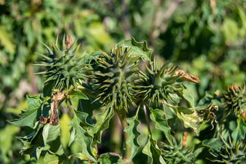 Estramonio, frutos espinosos