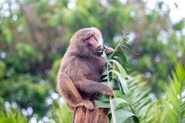 Sacred baboon or hamadryas baboon (papio hamadryas) feeding on banana leaves sitting on the tree stump. close up in fine details