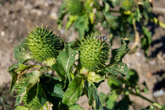 Frutos de estramonio