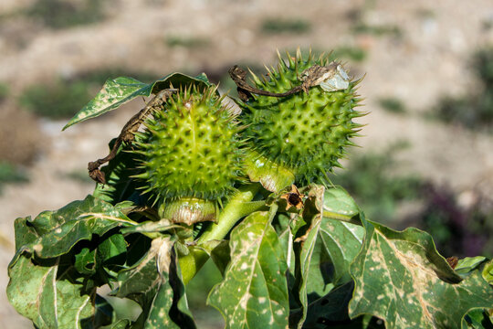 Fruto de estramonio