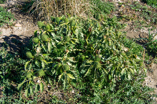 Planta de estramonio