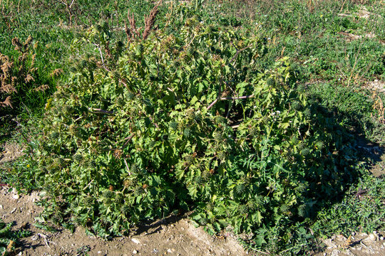 Planta de estramonio en el campo