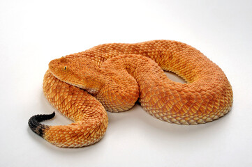 Sahara sand viper // Avicennaviper (Cerastes vipera)