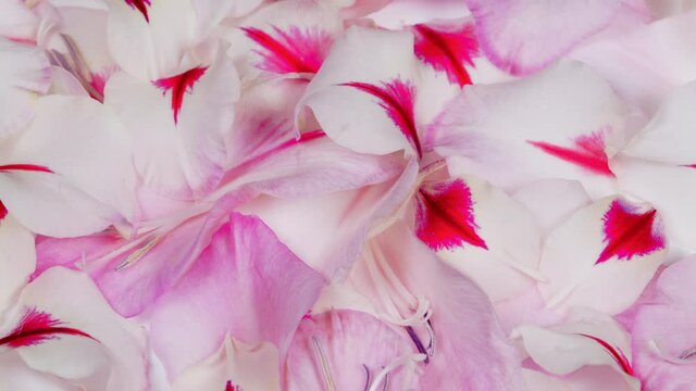 Petals of white pink gladiolus background. Close up.