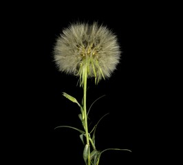 Podospermum laciniatum, plant, seed and flower, common name, Margallos, Dividedleaved Vipers Grass, studio shot black background
