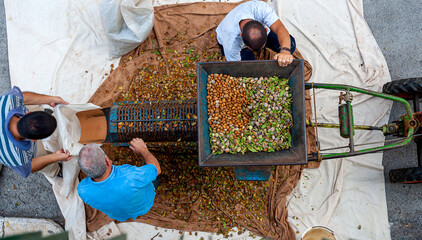 Farmers harvest almonds after mechanically peeling the outer skins of fresh almonds