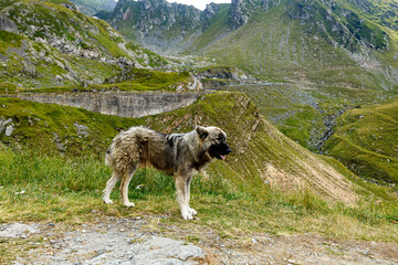 A romanian shepherd in the carpathian	
