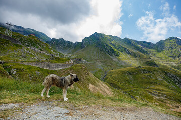 A romanian shepherd in the carpathian	
