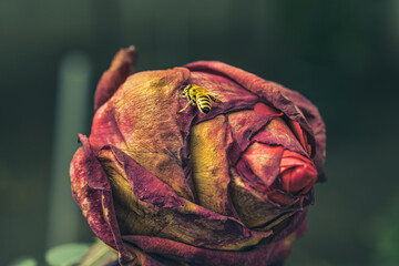 bee on dried rose in garden