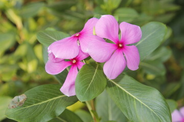 A picture of flower with selective focus