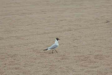 seagull on the beach