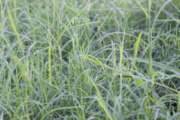 A picture of green grass with selective focus