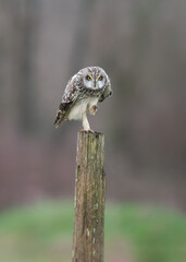 Short-eared owl Asio flammeus standing on one leg on fence post