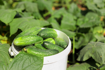 Harvesting cucumbers. Growing organic food