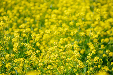 Obraz premium Scenic rural landscape with yellow rape, rapeseed or canola field.