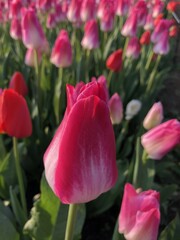 Red tulips in the spring garden