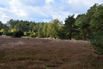 Obraz premium Herbst in der Krelinger Heide, Niedersachsen