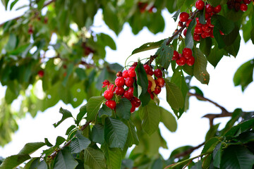 bunch of red cherries on the tree
