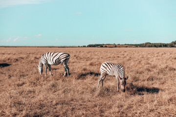 Beautiful zebras walking through the National park while eating