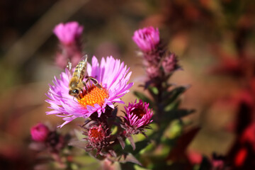 Symphyotrichum novi-belgii autumn astra and bee in autumn garden