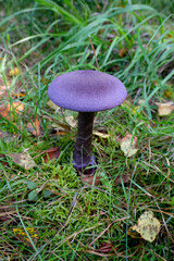 Violette Schleierling - Cortinarius violaceus - Makroaufnahme