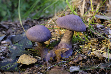 Zwei Violette Schleierlinge - Stack aus 15 Aufnahmen