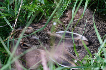Feldhase - Jungtier im Gras versteckt