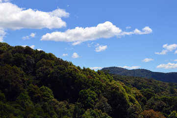 A view of the tree canopy at Dorrigo National Park