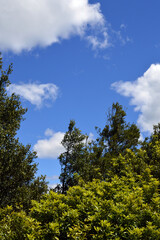 forest and sky