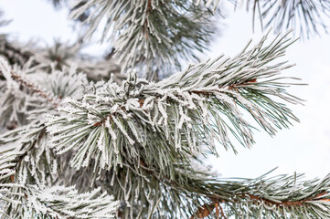 Hoarfrost on fir tree branch.  Close up. Natural winter background. Branch covered by snow.