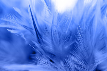 Beautiful soft color of blue chicken feather texture background for design