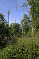 Baggerseen bei Dörfleins, Teil des LIFE-Naturprojekt Oberes Maintal, Stadt Hallstadt, Landkreis Bamberg, Oberfranken, Franken, Bayern, Deutschland