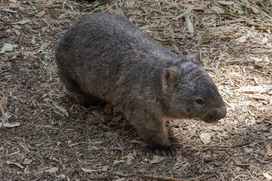 Common Wombat searching for food