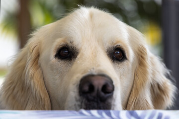 Pet Golden Retriever dog peering over the top of a table