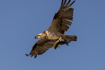 Eastern Osprey carrying a mullet fish