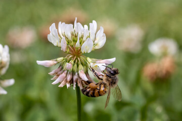 Honey Bee collecting nectar and pollen from a clover flower