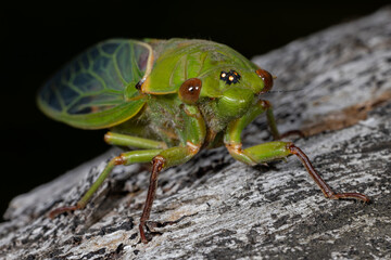 Close up of an Australian Green Grocer Cicada
