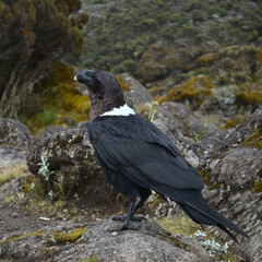 White-necked raven