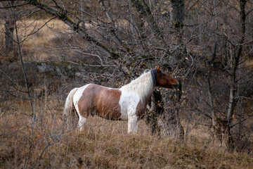 white horse running