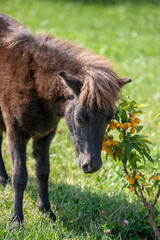Fototapeta premium pony eating grass