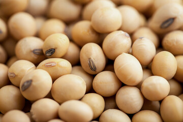 Macro shot of soybeans nature background. selective focus