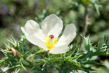 Sydney Australia, delicate flower of an argemone polyanthemos, or crested prickly poppy native to the North American southwest