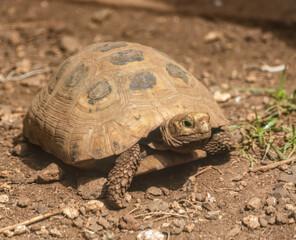 Turtle walks across open field.